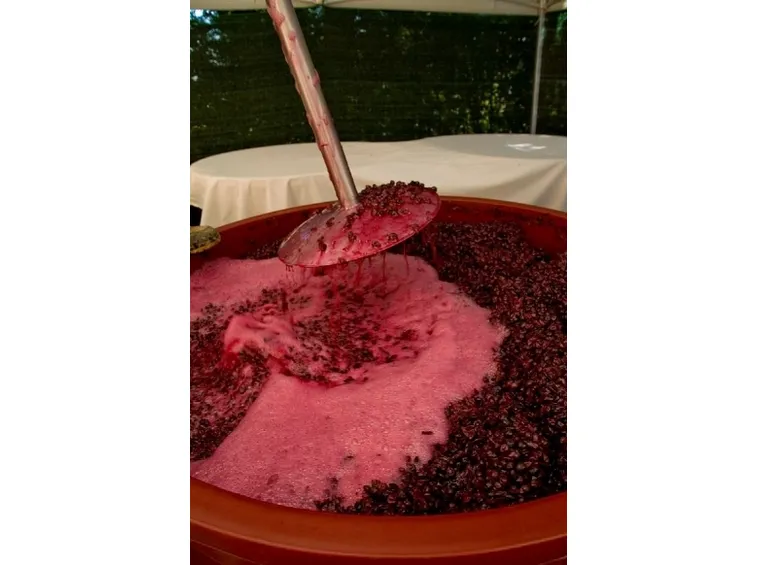 fare il vino rosso
