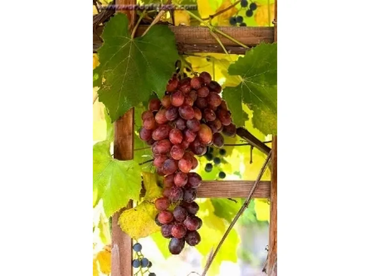 curiosità vino rosso