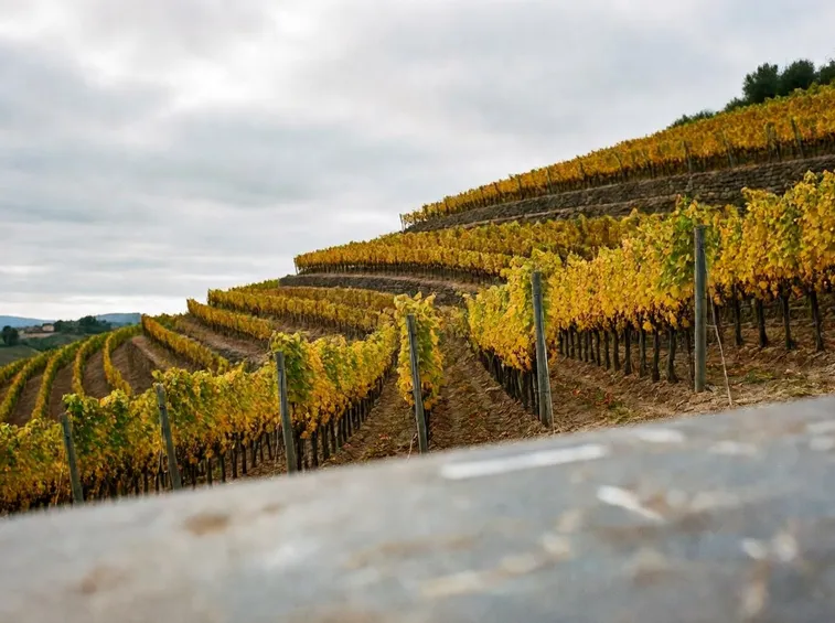 manutenzione vigneti
