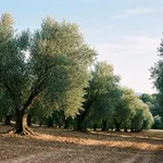 Annata di scarica: il motivo principale del calo