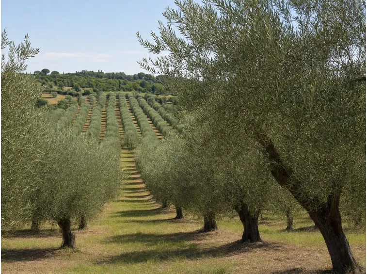 Dove si raccoglie meno e dove invece l'olio aumenta