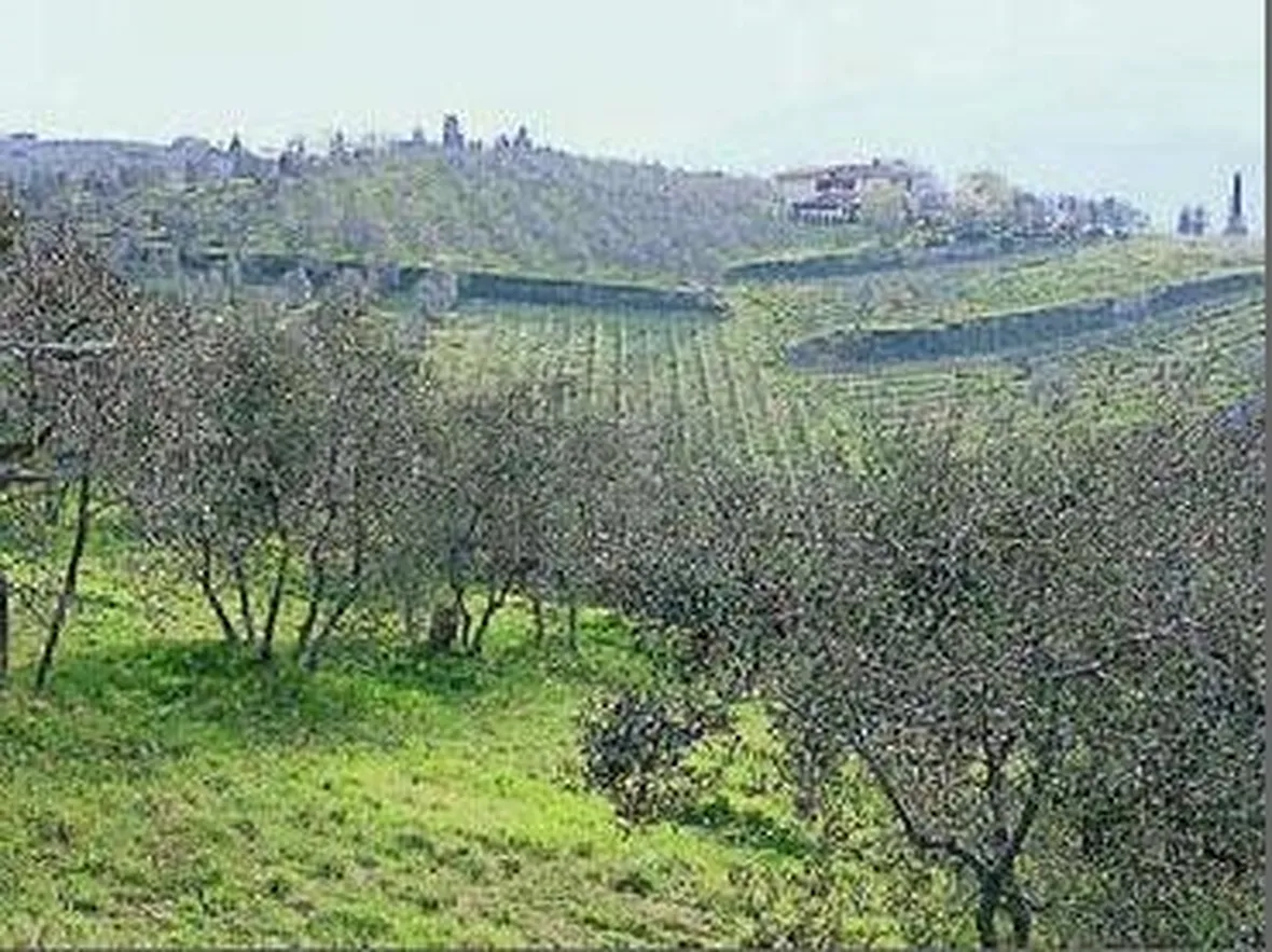 olivi in toscana