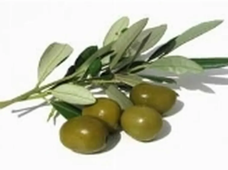 olio d^oliva sul viso2