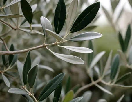 foglie olivo