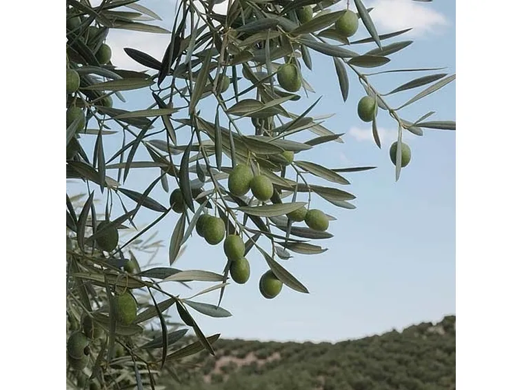 olio extravergine biologico2