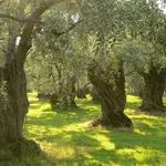 Cosa vuol dire monocultivar su una bottiglia di extravergine
