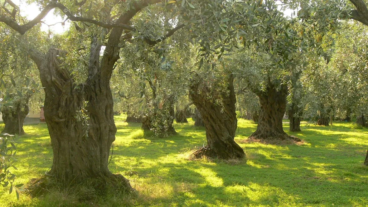 Cosa vuol dire monocultivar su una bottiglia di extravergine