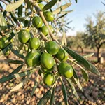 Perché con il grande caldo la mosca dell'olivo sparisce dagli oliveti