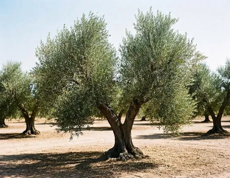 olivo albero
