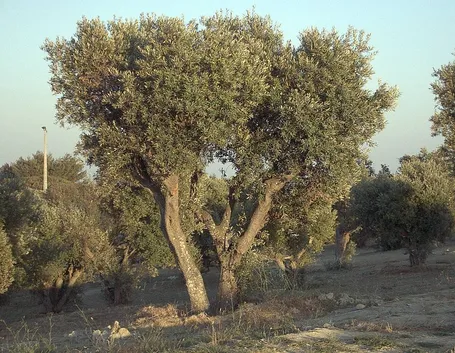 olivo ascolano