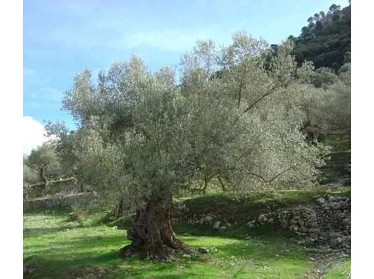 biancolilla