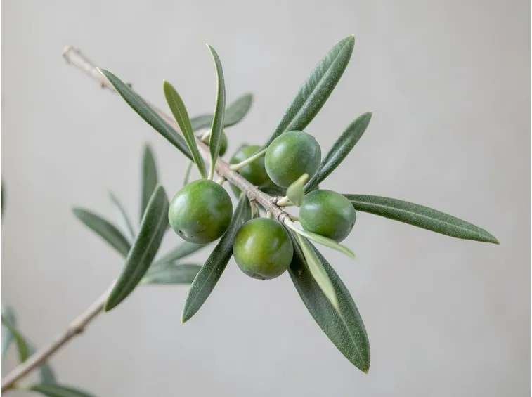 olivo concimazione2
