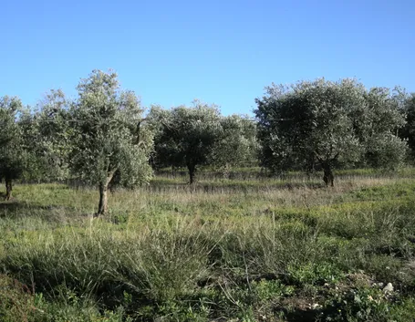 Olivo Coratina