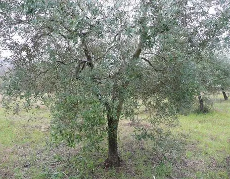 olivo