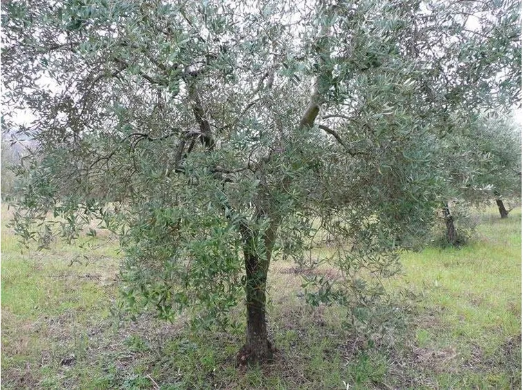 olivo