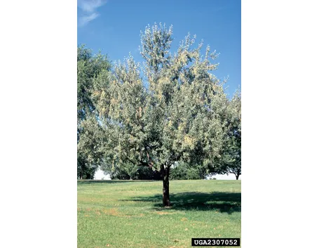 olivo di boemia