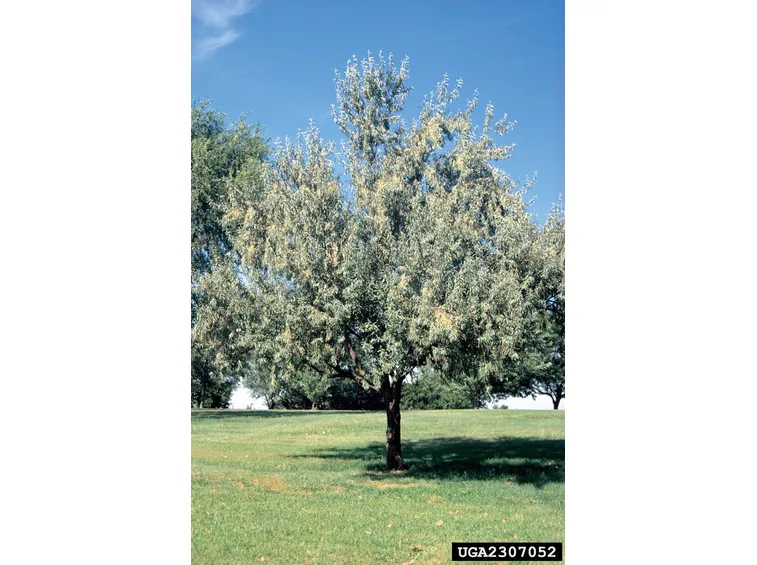 olivo di boemia