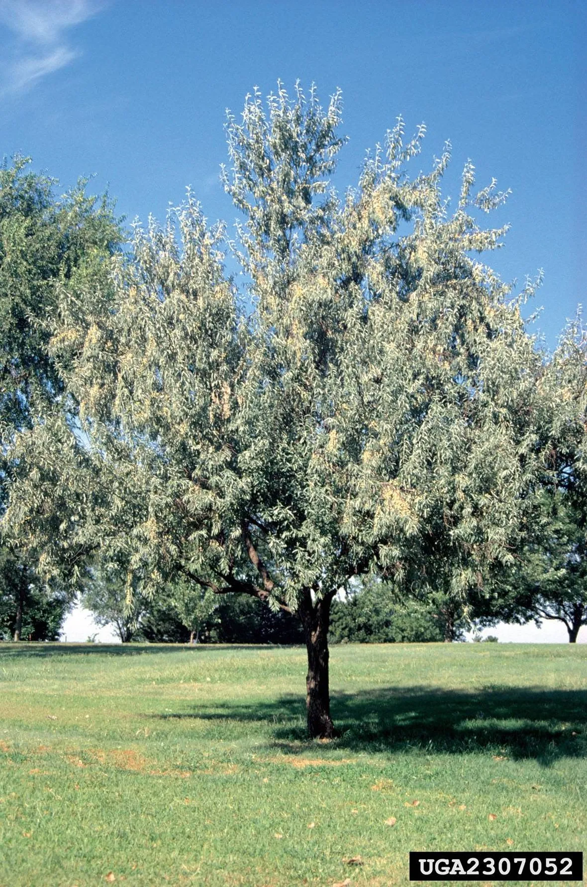 olivo di boemia
