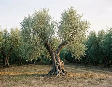 olivo frangivento