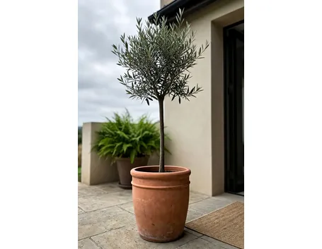 olivo