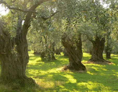 maurino