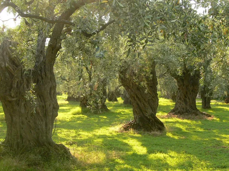maurino