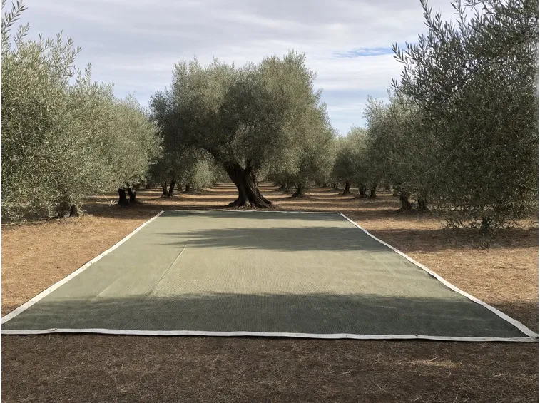 Le misure: dalla chioma al sesto d'impianto