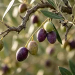 Raccolta: quando staccare le olive e con quale metodo