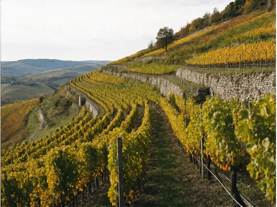 Perché le bollicine dell'Alta Langa nascono più in alto del Barolo