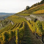 Perché le bollicine dell'Alta Langa nascono più in alto del Barolo