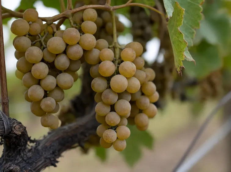 uva moscato