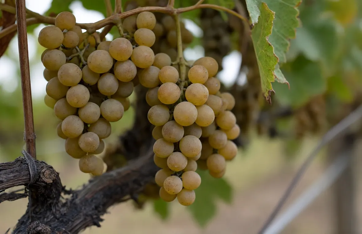 uva moscato