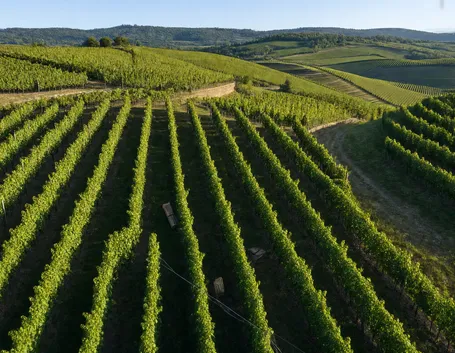Cartizze: una sottozona del Valdobbiadene DOCG, non un vitigno né un marchio