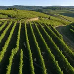 Cartizze: una sottozona del Valdobbiadene DOCG, non un vitigno né un marchio