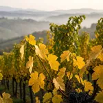 Quando andare: foliage dei vigneti e tempi della vendemmia