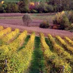 vigneti conegliano 