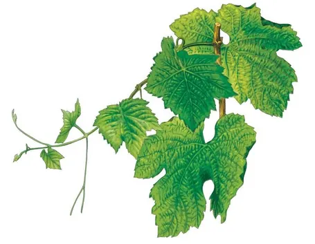 foglie uva