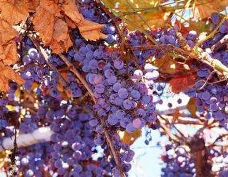 uva fragola