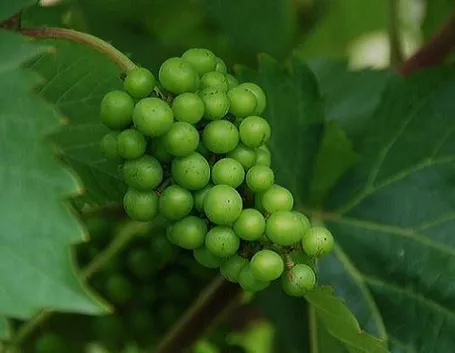 uva bianca
