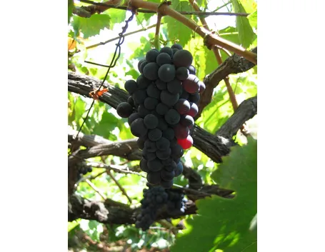 uva fragola