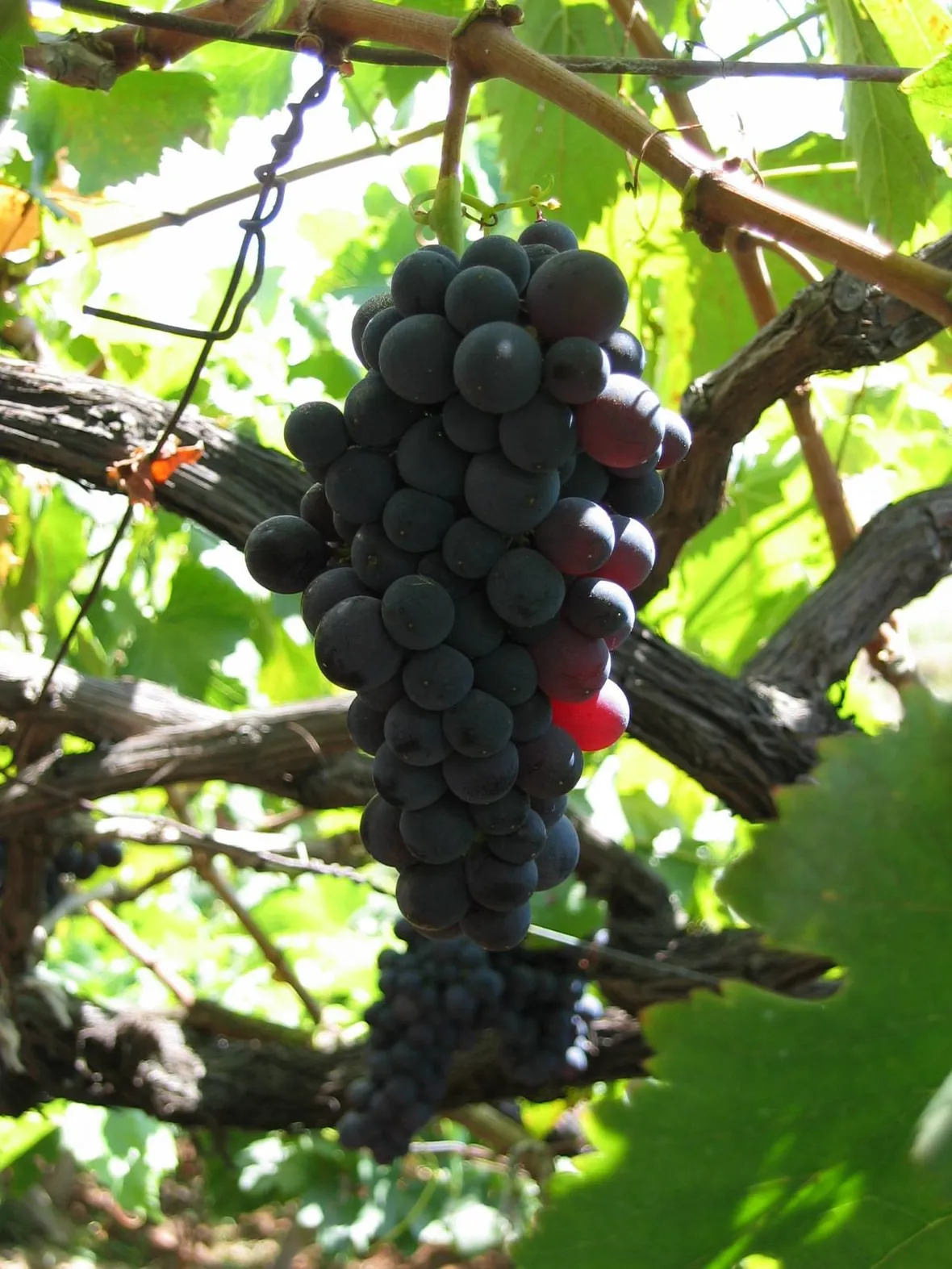 uva fragola
