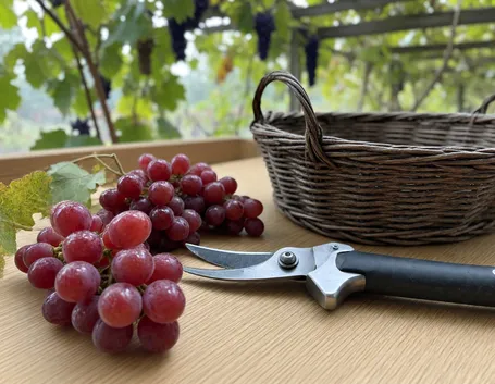 Che cos'è l'uva fragola e perché il suo vino profuma in modo così diverso