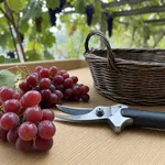 Che cos'è l'uva fragola e perché il suo vino profuma in modo così diverso