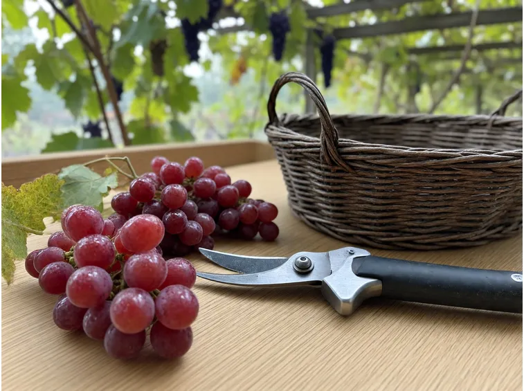 Che cos'è l'uva fragola e perché il suo vino profuma in modo così diverso