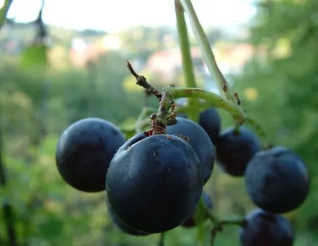 uva fragola