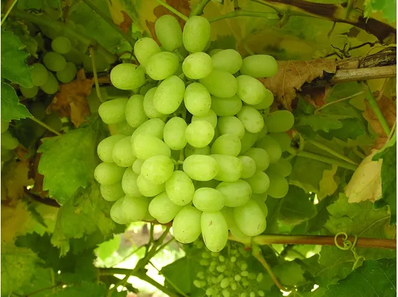 uva senza semi