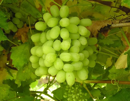 uva senza semi