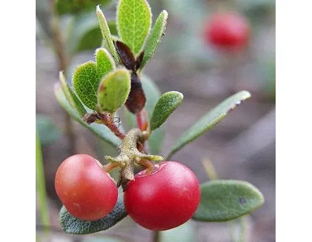 uva ursina