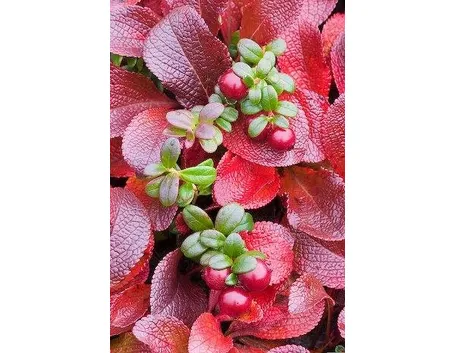 uva ursina