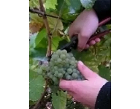 Vendemmia uva